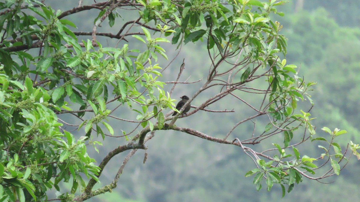 Polynesian Starling - ML640046007