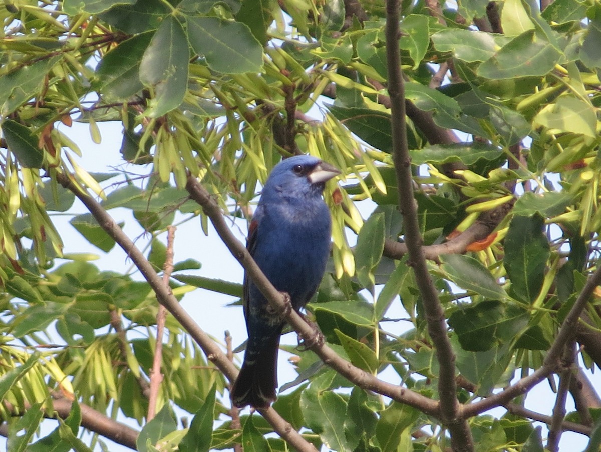 Blue Grosbeak - ML640046037