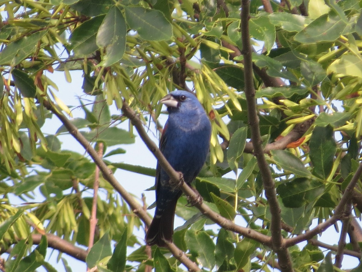 Blue Grosbeak - ML640046046