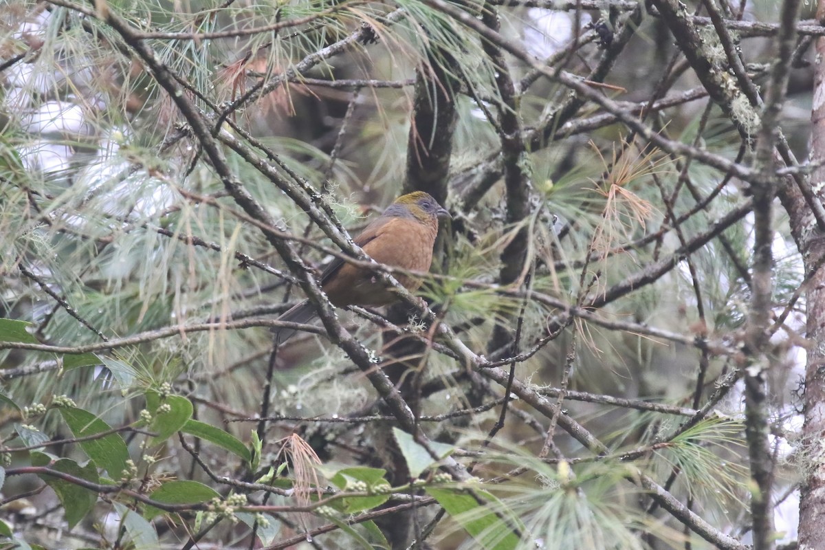Gold-naped Finch - ML640046067