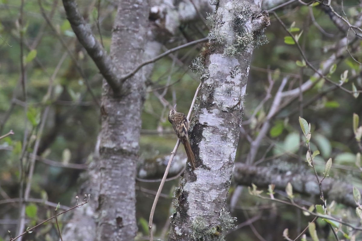 Sikkim Treecreeper - ML640046121