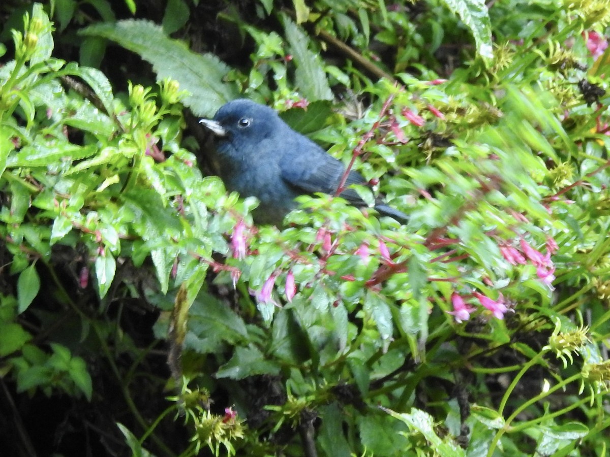 Slaty Flowerpiercer - ML640046122