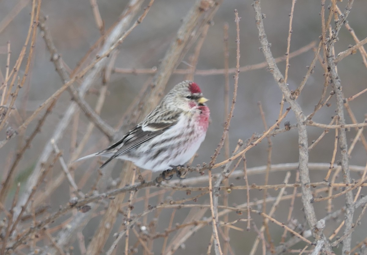 Redpoll (Common) - ML640046269