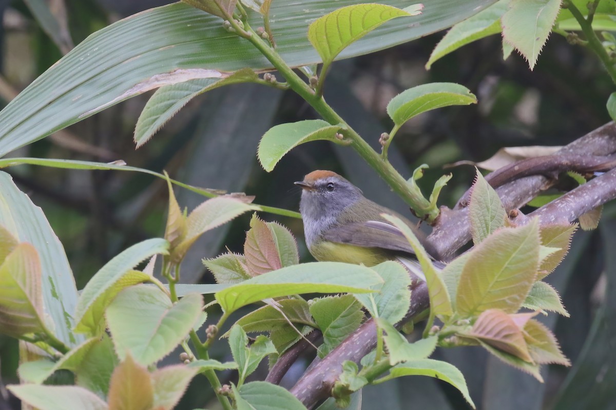 Broad-billed Warbler - ML640046293