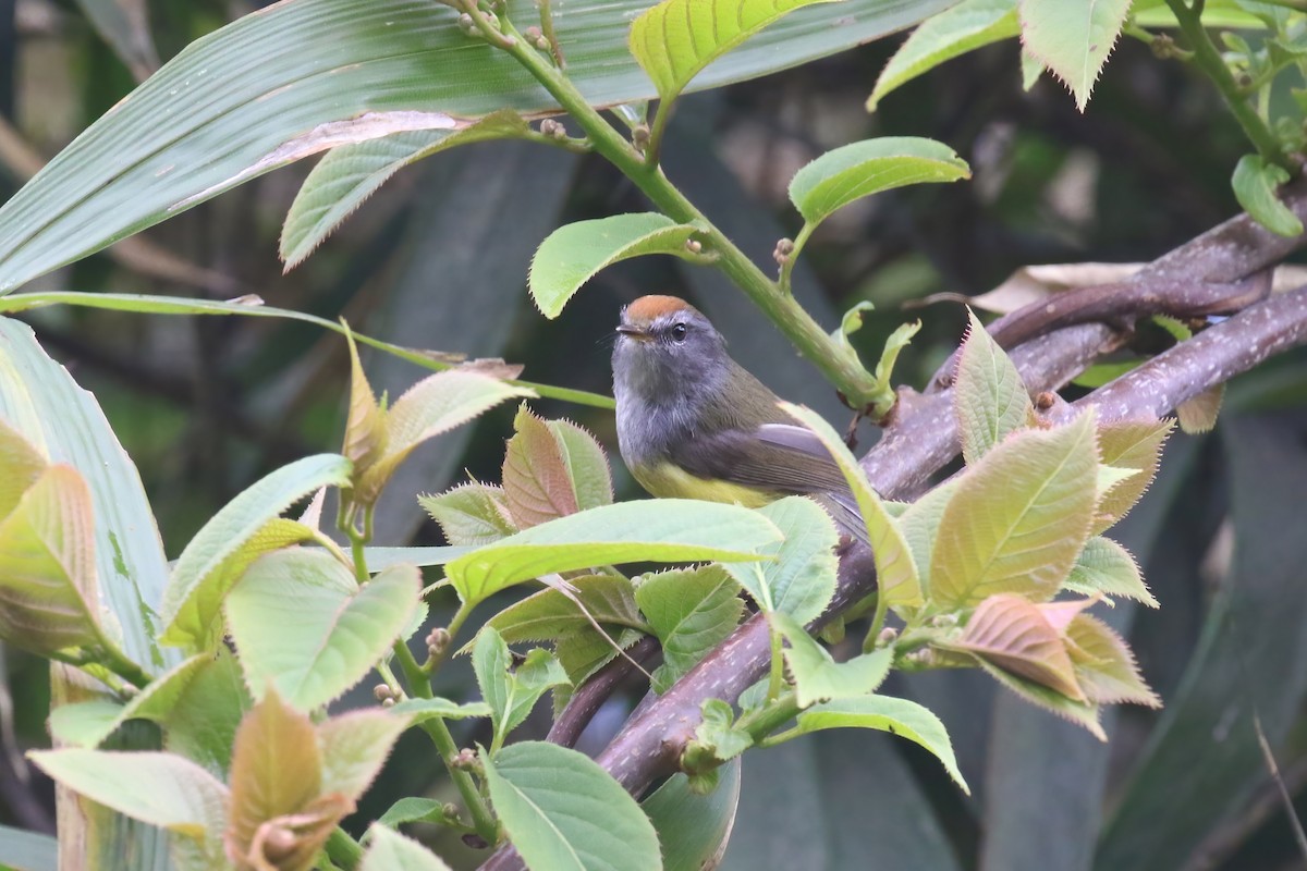 Broad-billed Warbler - ML640046294