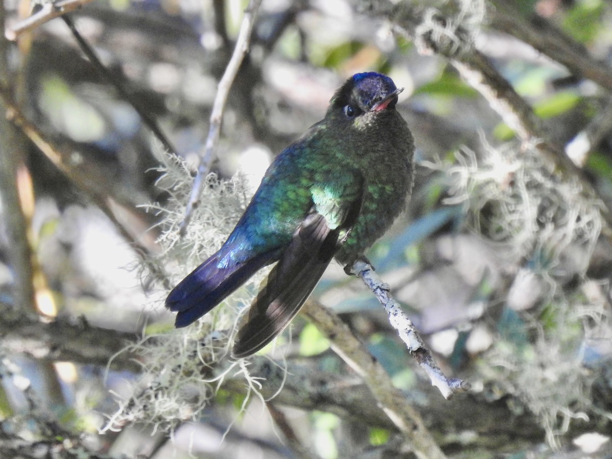 Fiery-throated Hummingbird - ML640046309
