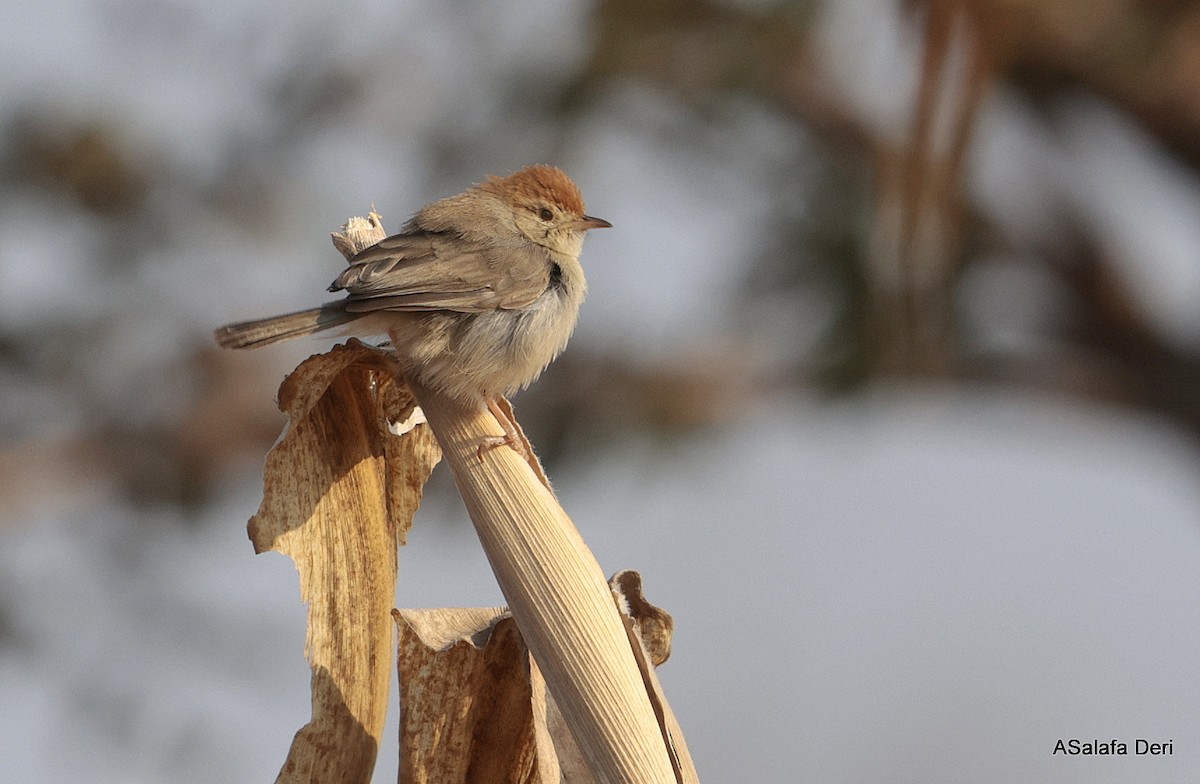 Piping Cisticola - ML640046353