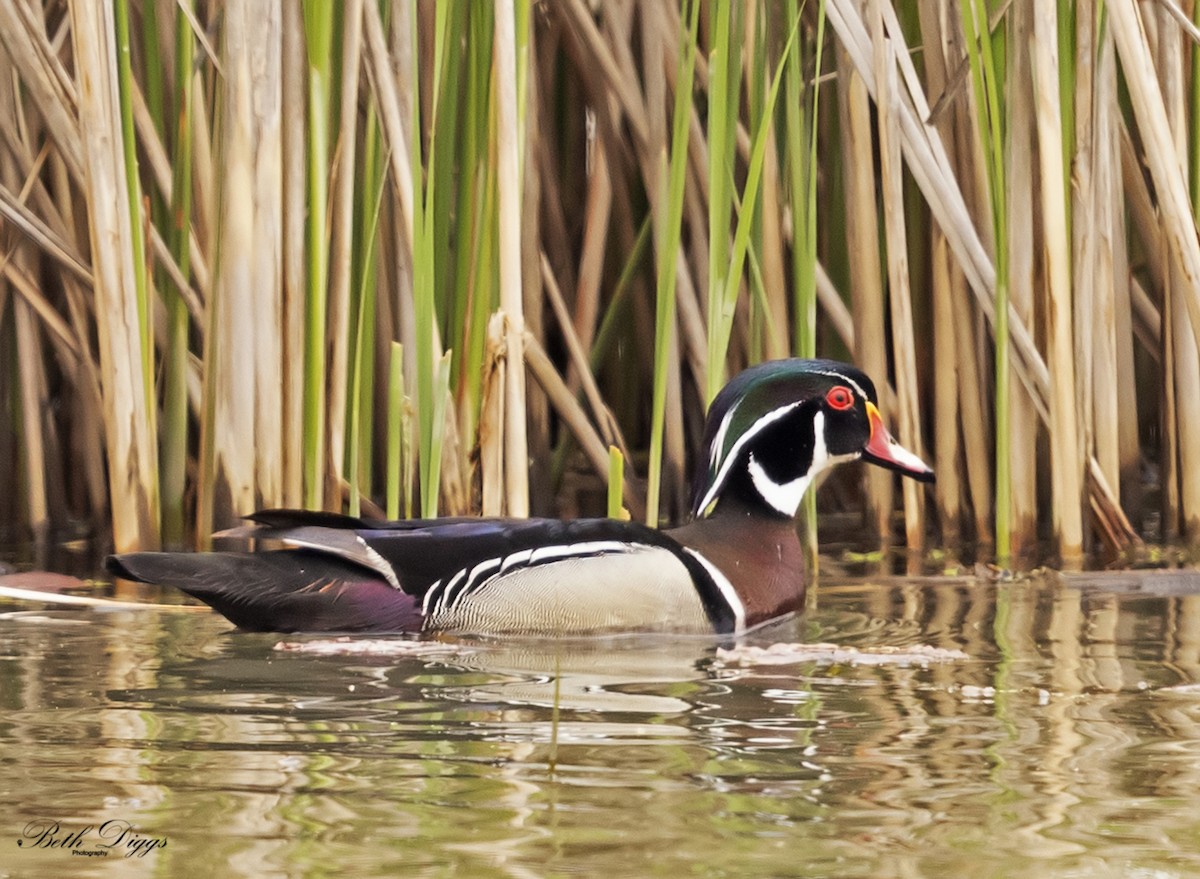 Wood Duck - ML640046355