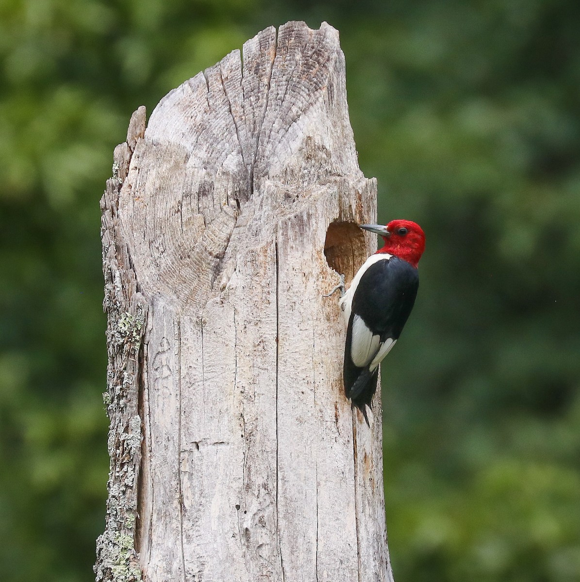 Red-headed Woodpecker - ML640046400