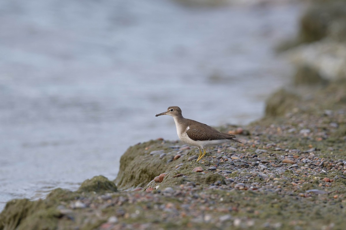 Spotted Sandpiper - ML640046503