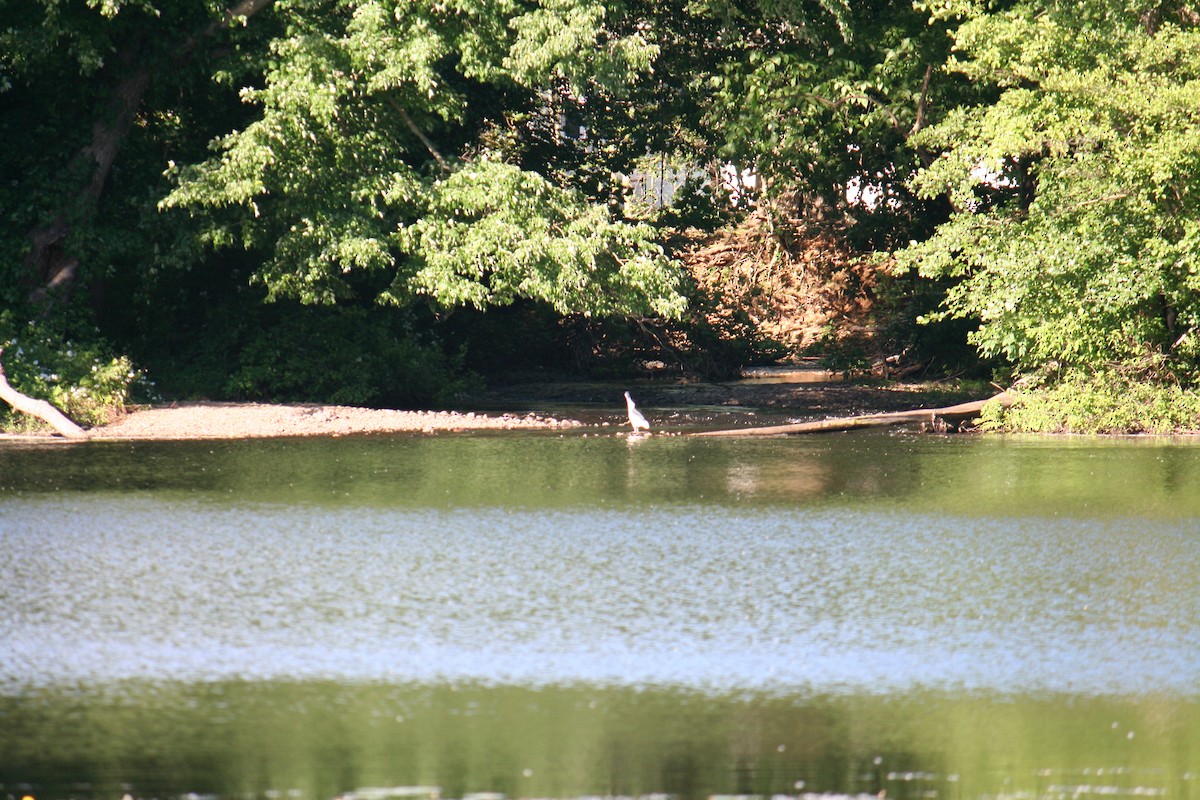 natthegre - ML640046586