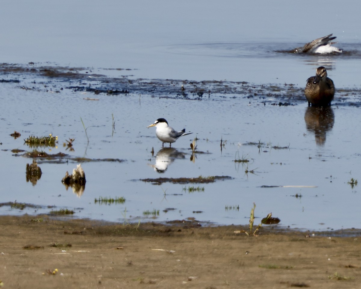 Little Tern - ML640046610
