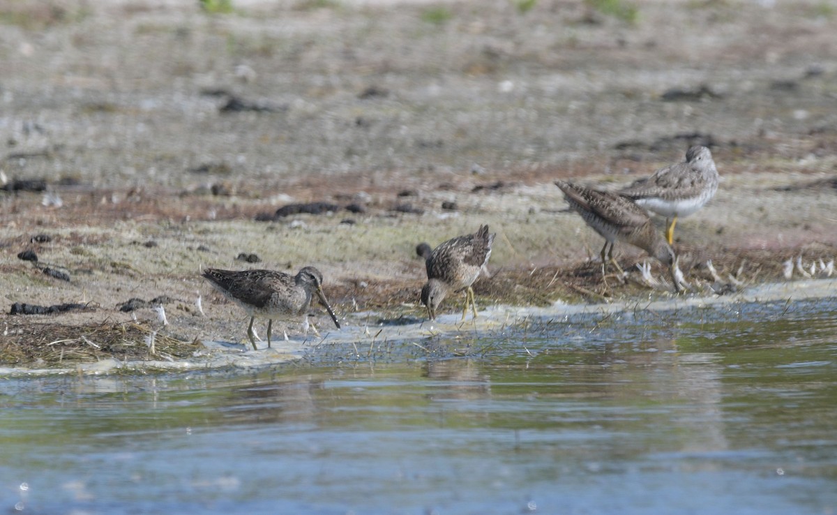 Short-billed Dowitcher - ML640046644