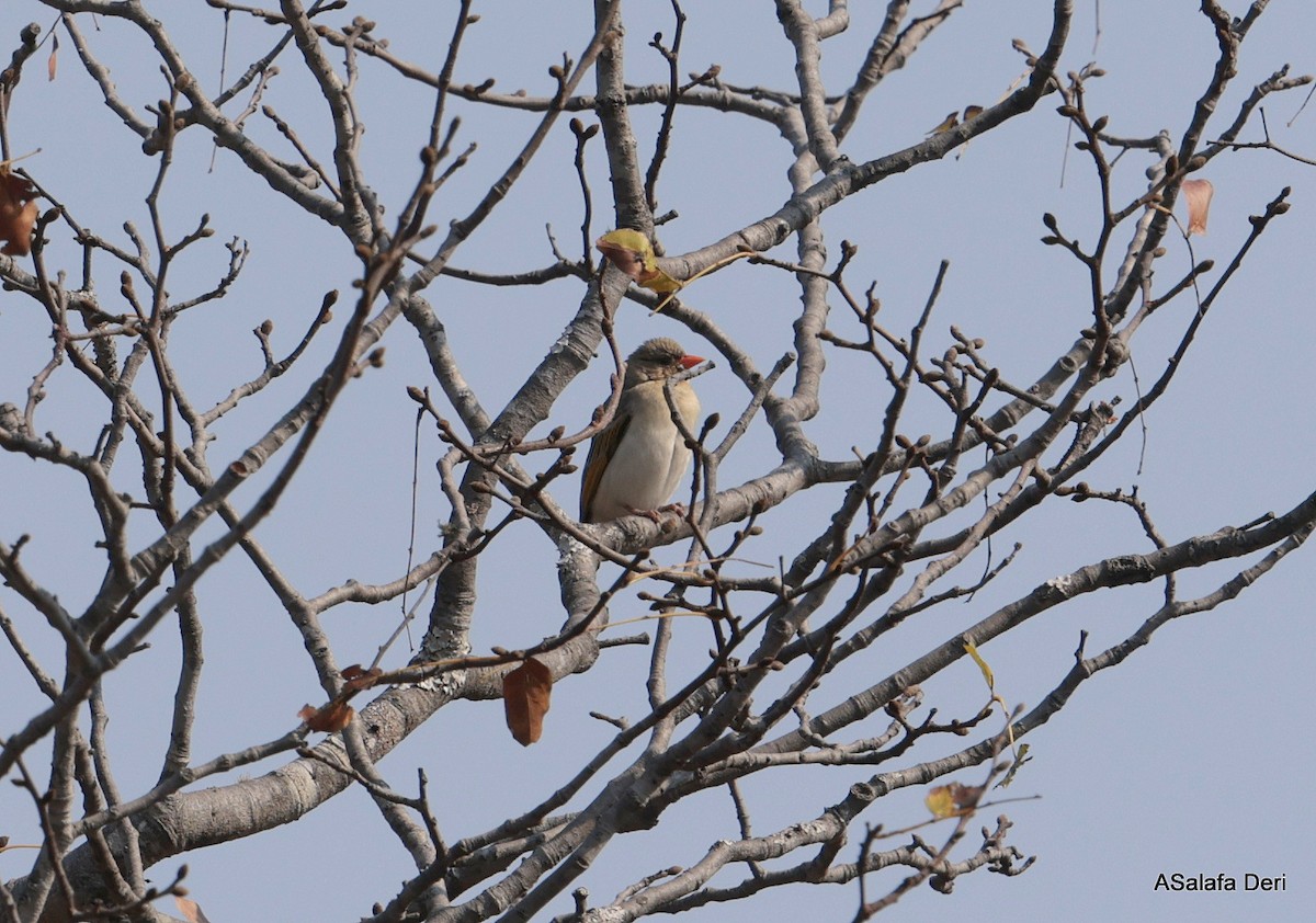 Red-headed Weaver (Southern) - ML640046665
