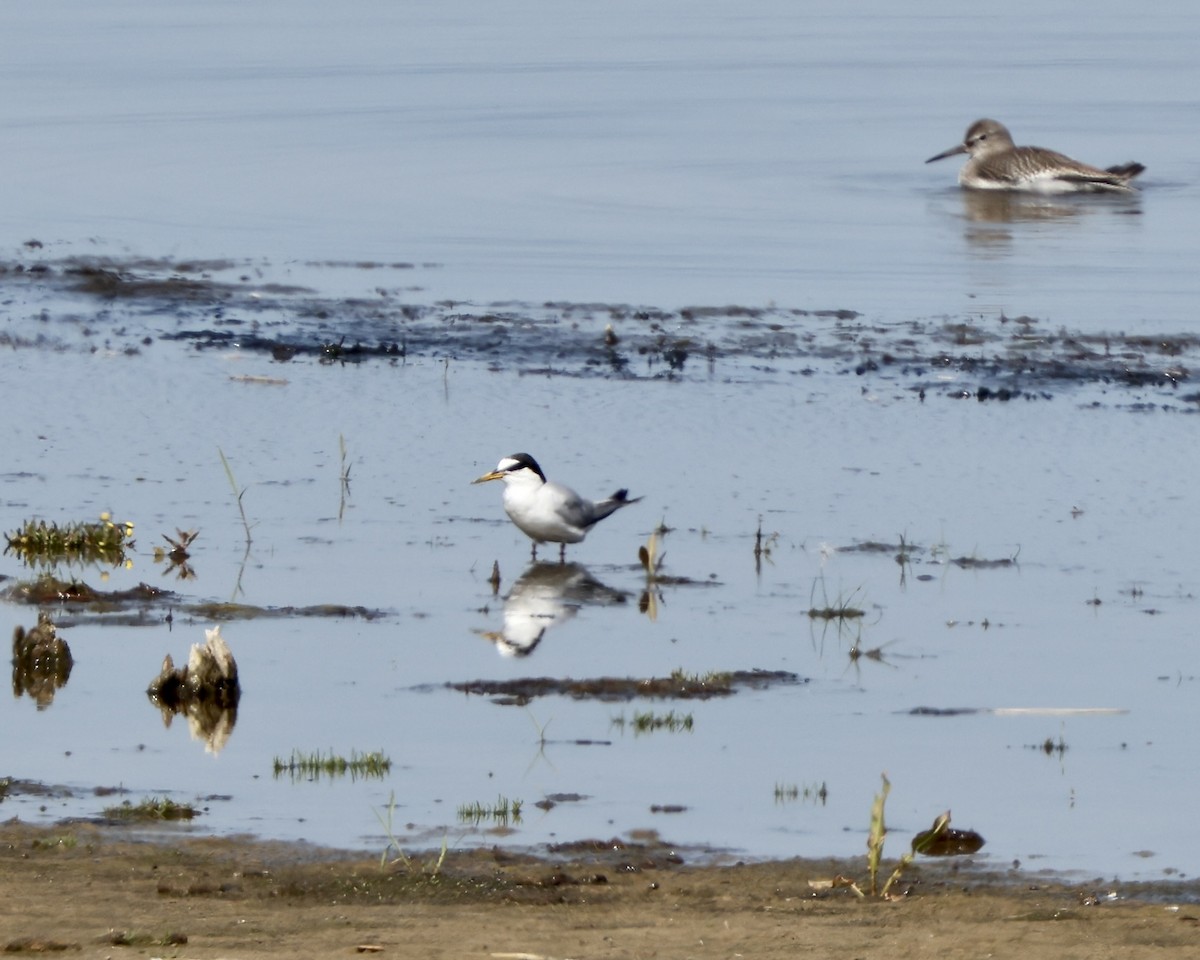 Little Tern - ML640046697