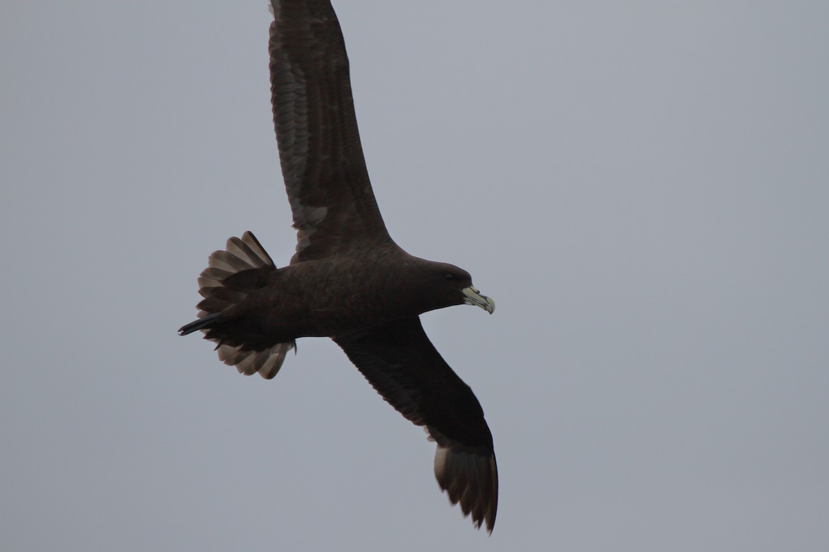 White-chinned Petrel - ML640046737