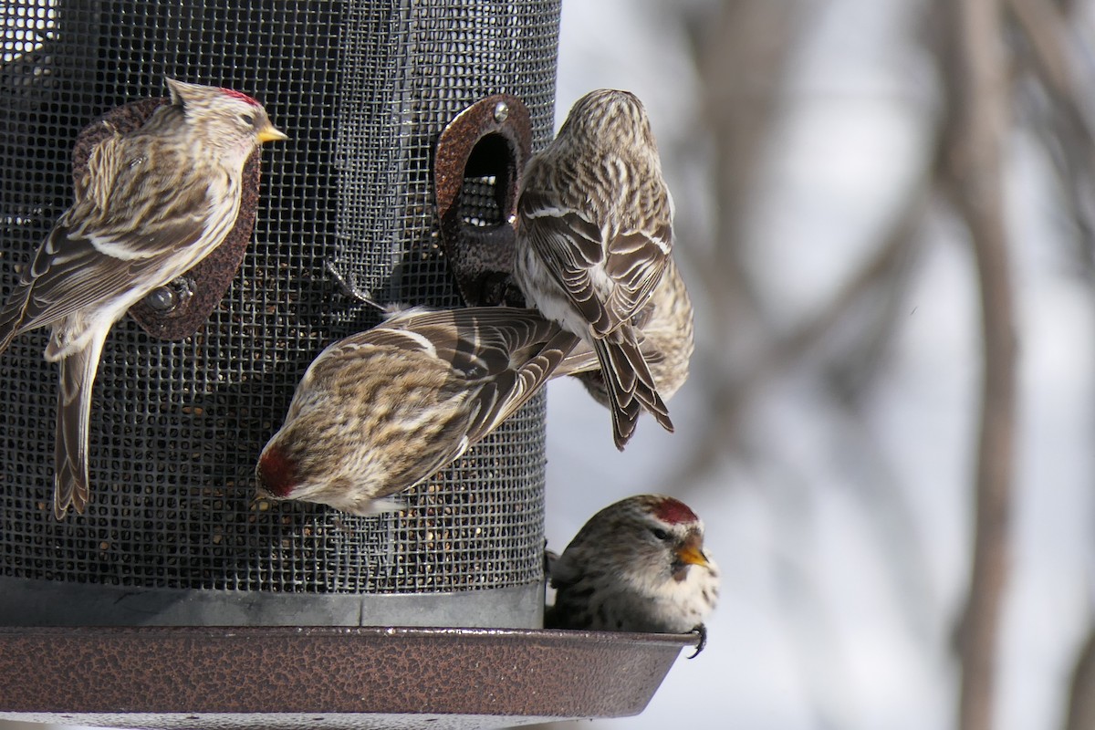 Redpoll (Common) - ML640046782