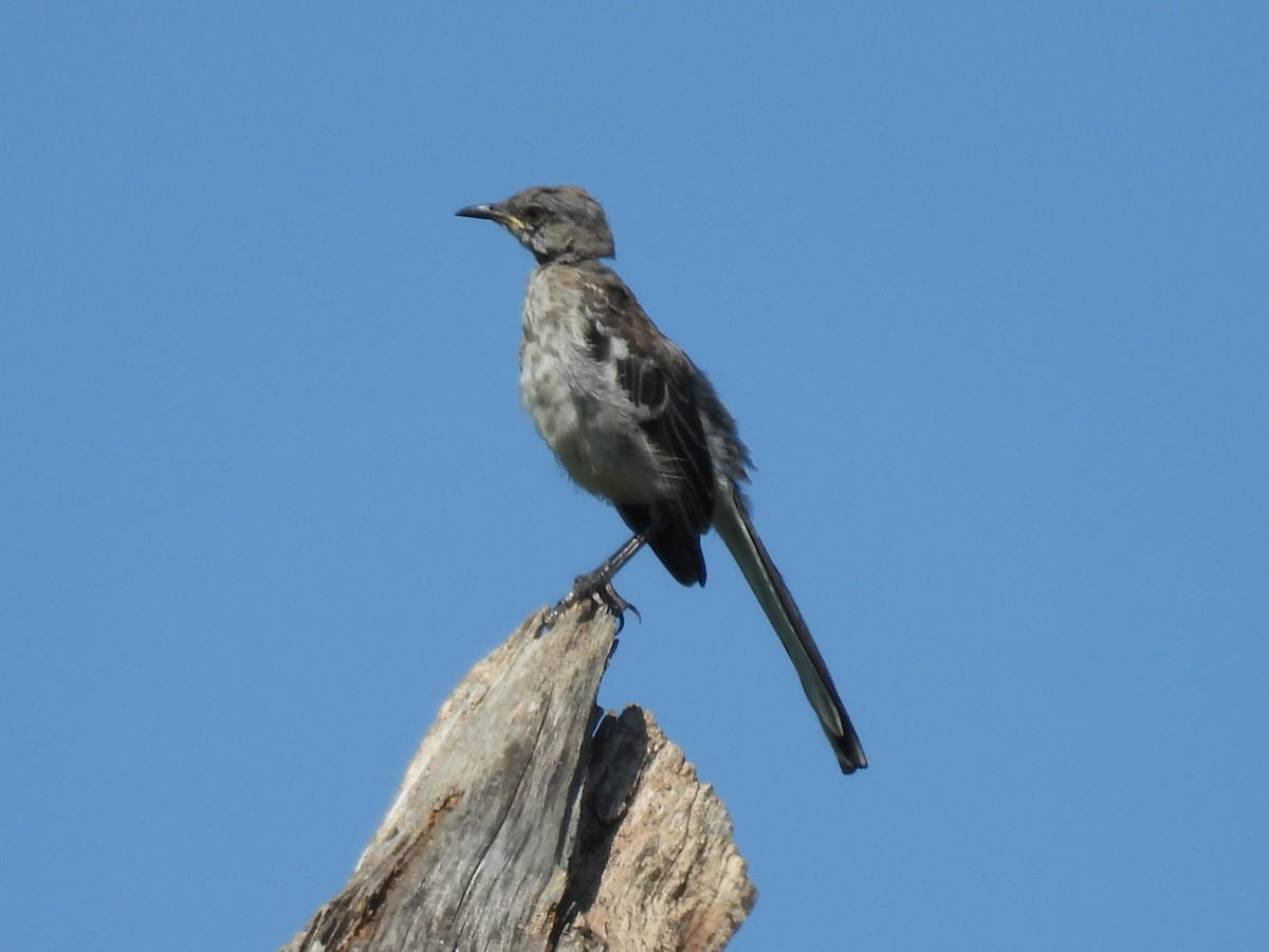 Northern Mockingbird - ML640046809