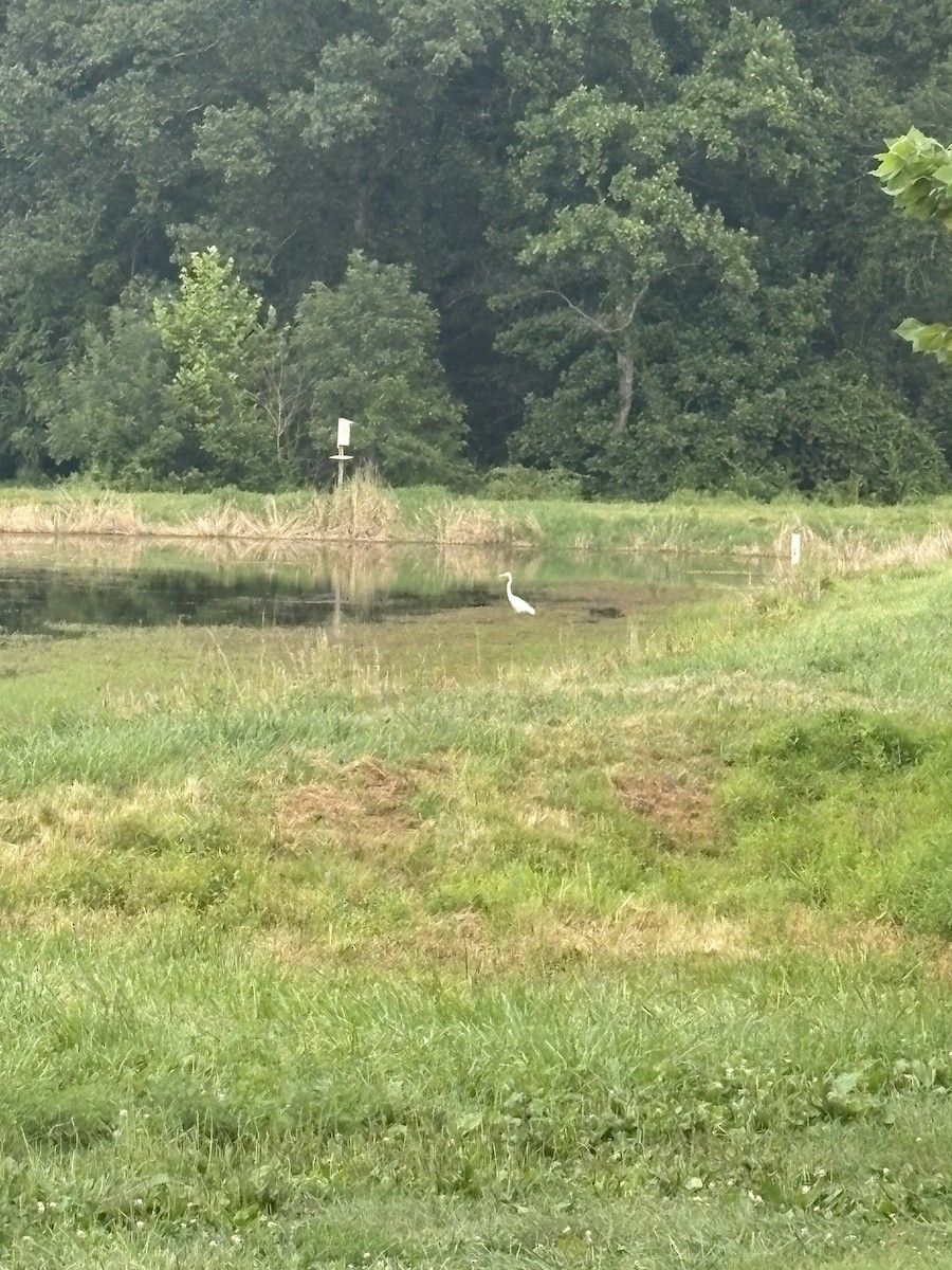 Great Egret - ML640046858