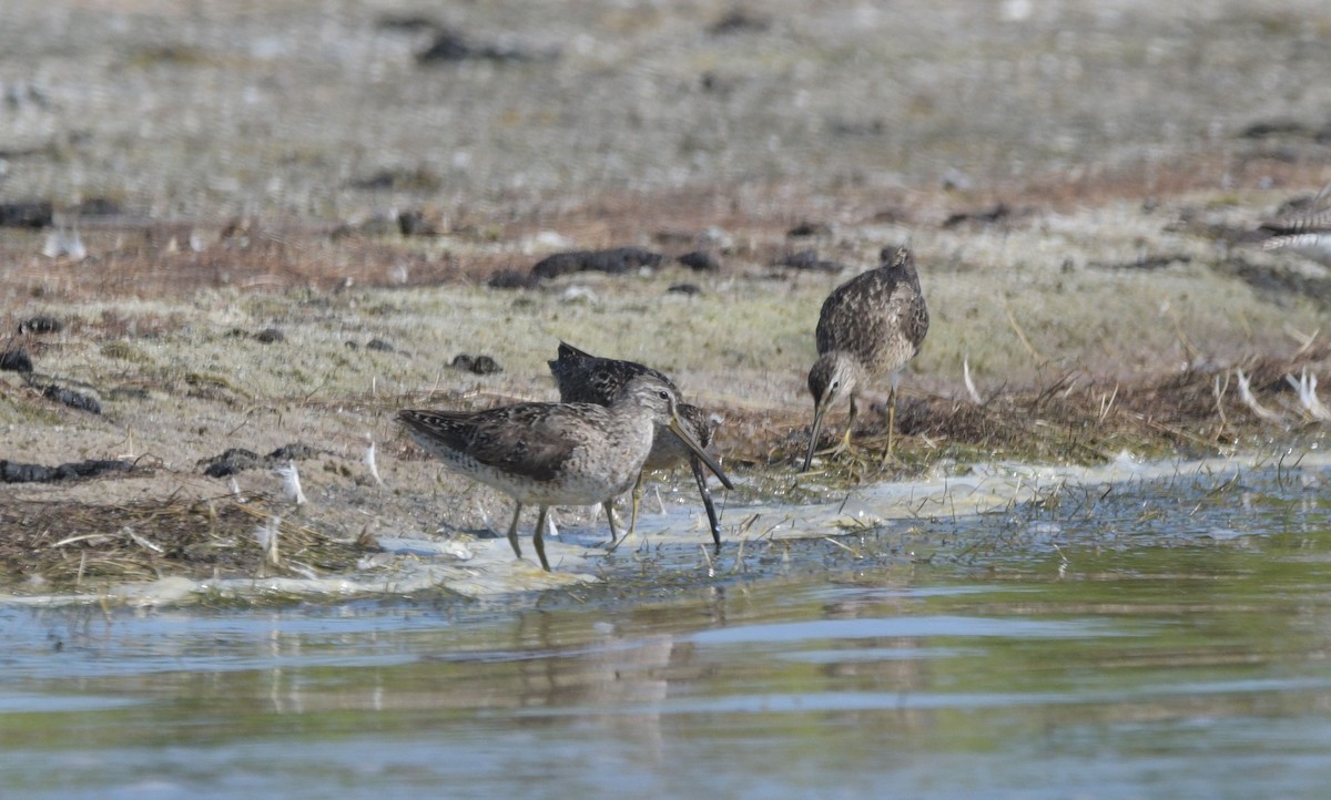 Short-billed Dowitcher - ML640046896