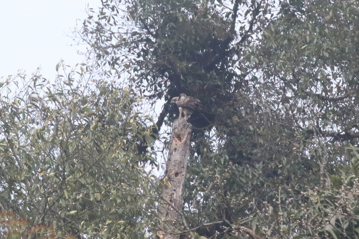 Falco pecchiaiolo orientale - ML640046908