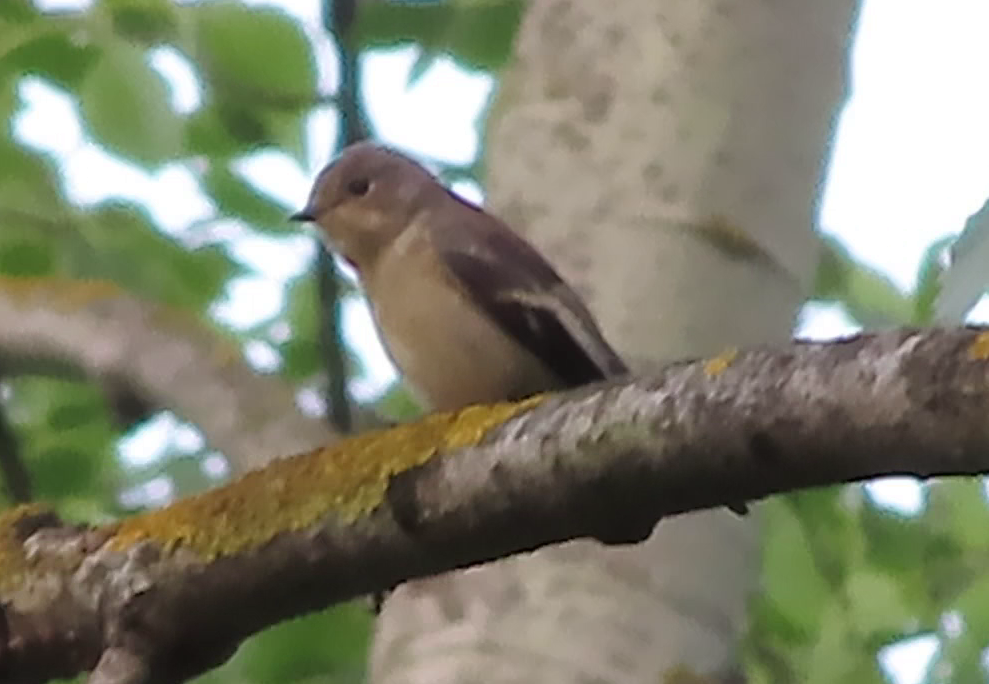 European Pied Flycatcher - ML640047012