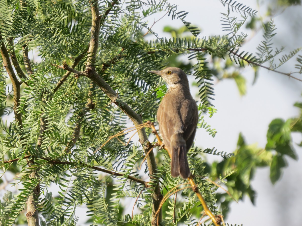 Northern Mockingbird - ML640047058