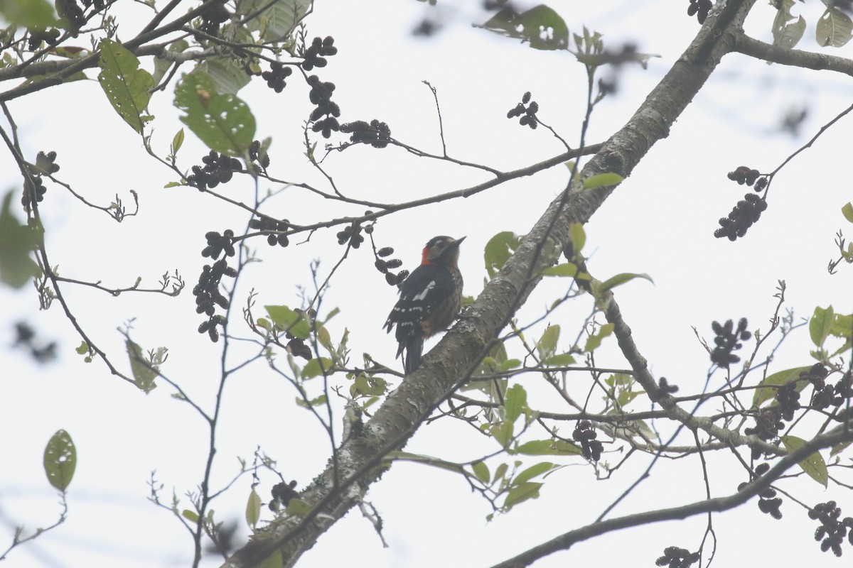 Crimson-naped Woodpecker - ML640047098