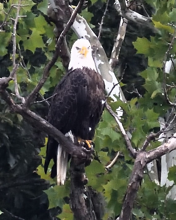 Bald Eagle - ML640047103