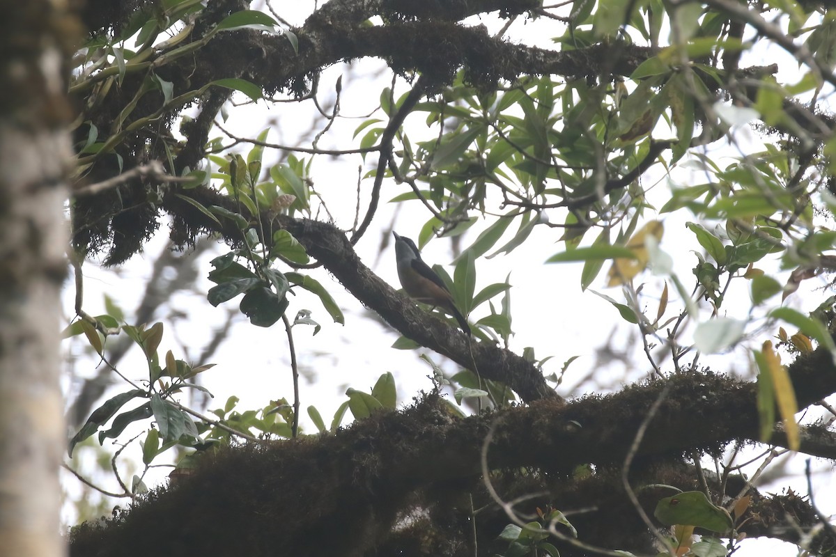 Black-headed Shrike-Babbler - ML640047113