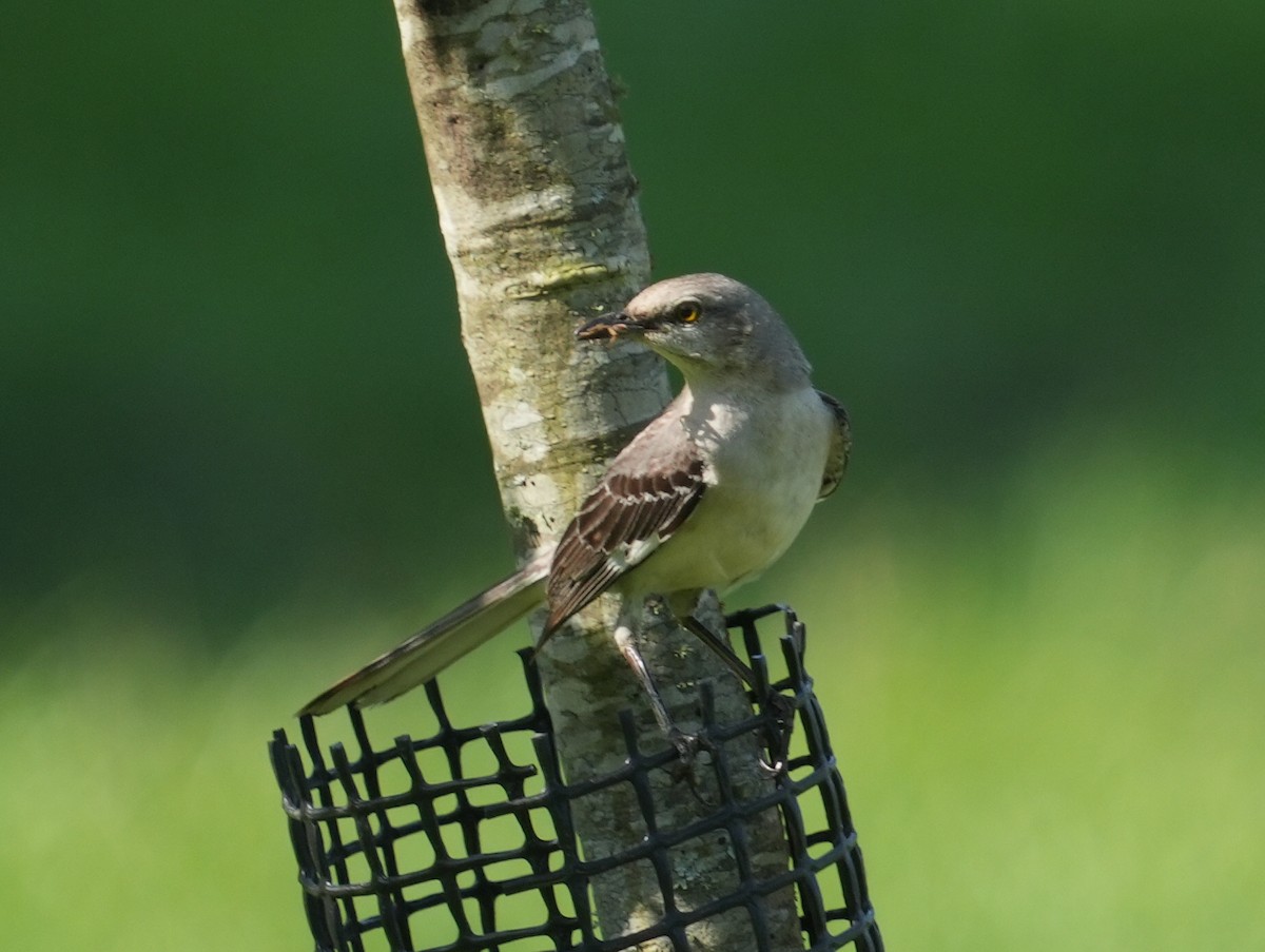 Northern Mockingbird - ML640047151
