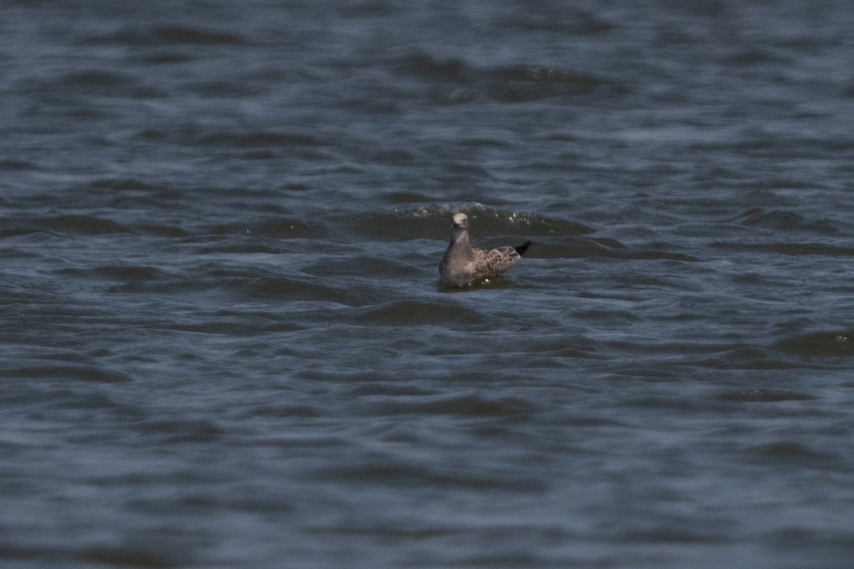 Laughing Gull - ML640047163