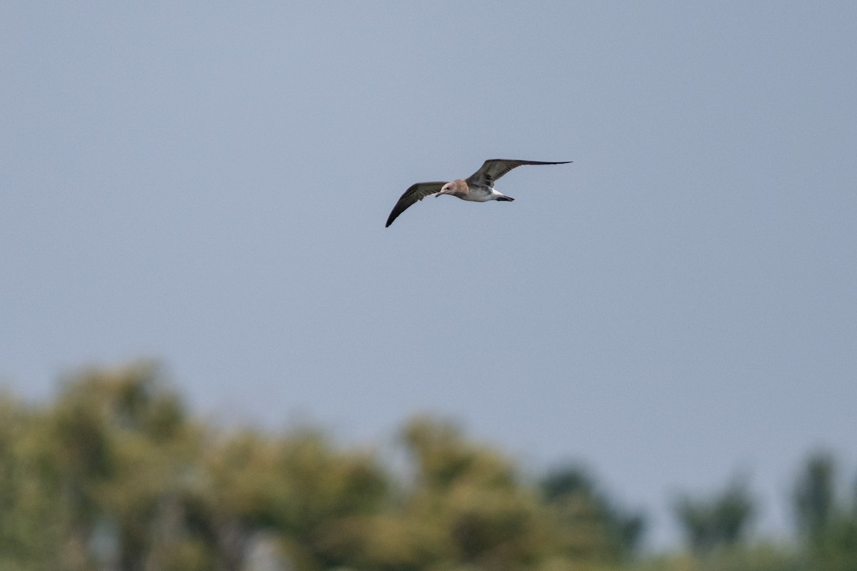 Laughing Gull - ML640047164