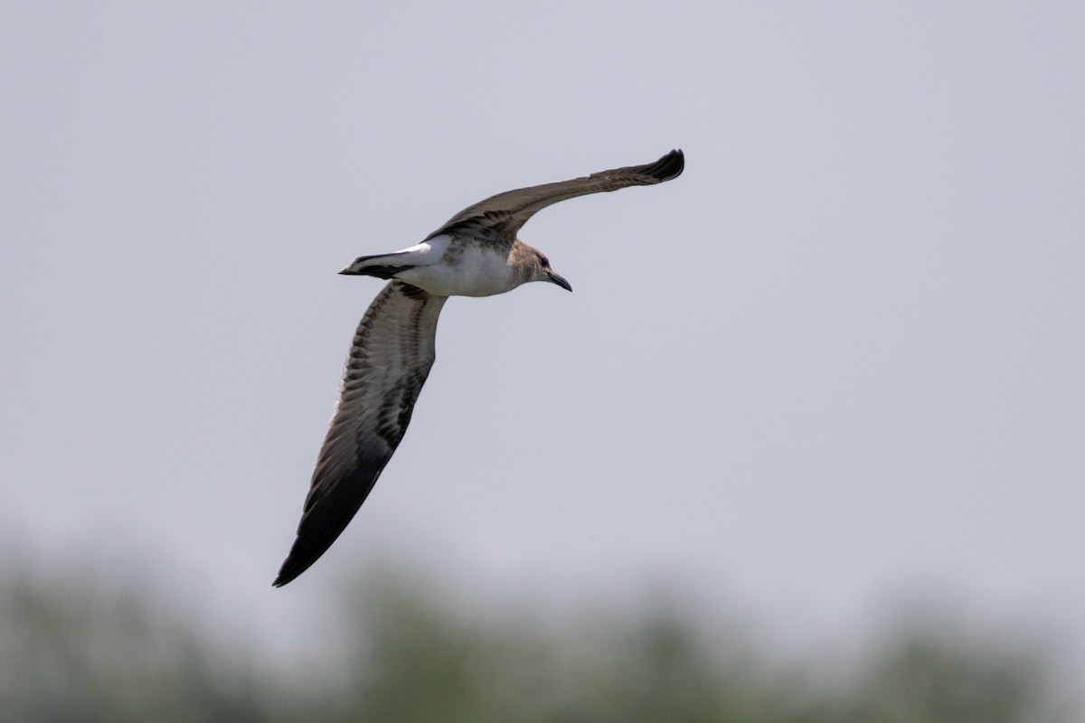 Laughing Gull - ML640047165