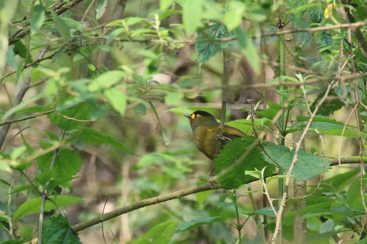 Bugun Liocichla - ML640047207