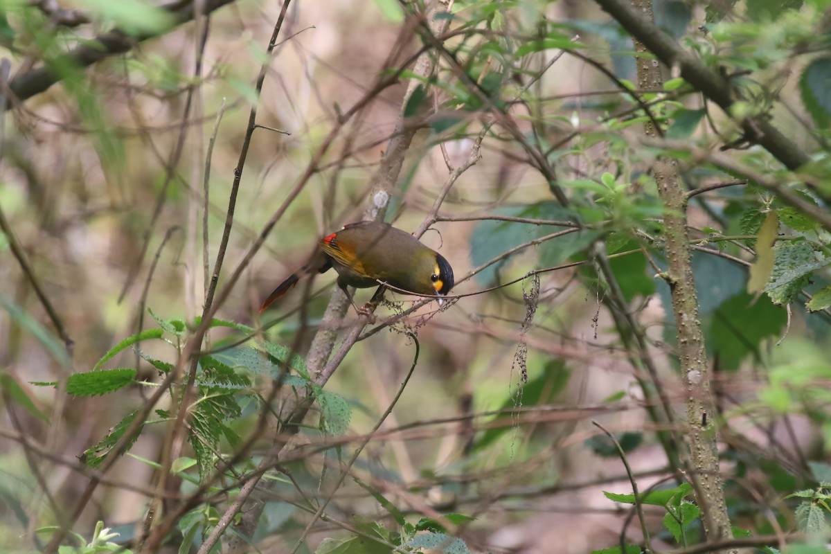 Bugun Liocichla - ML640047208