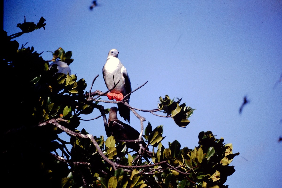 Red-footed Booby - ML640047229