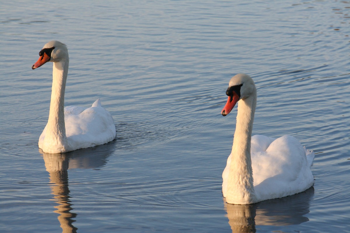 Höckerschwan - ML640047274