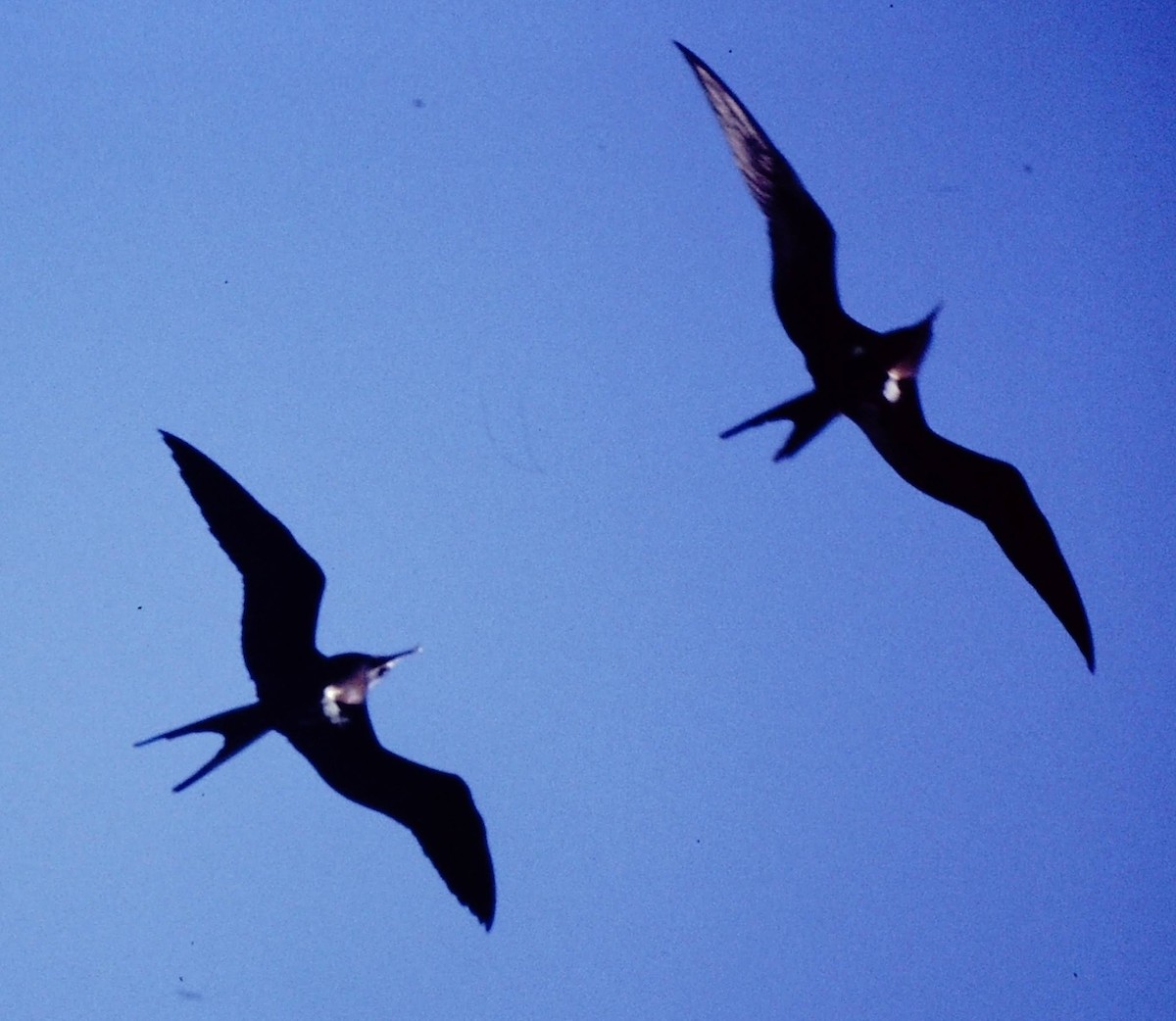 Lesser Frigatebird - ML640047289