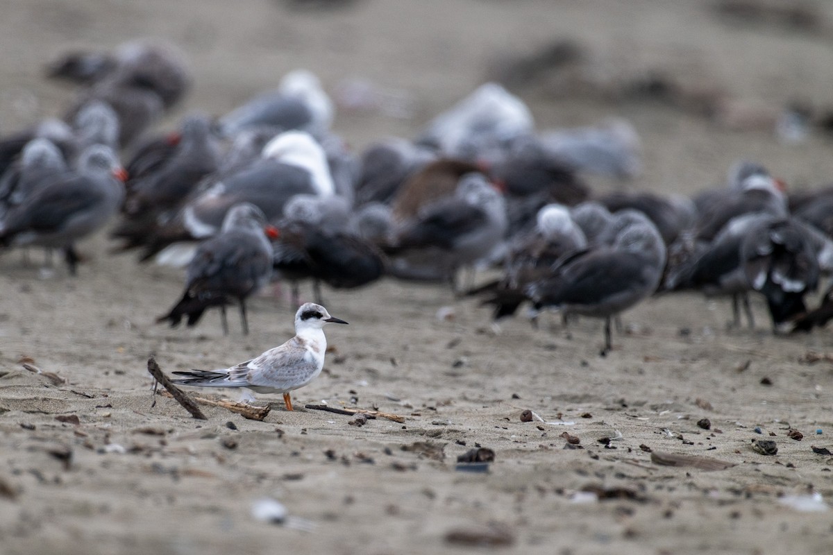 Forster's Tern - ML640047338