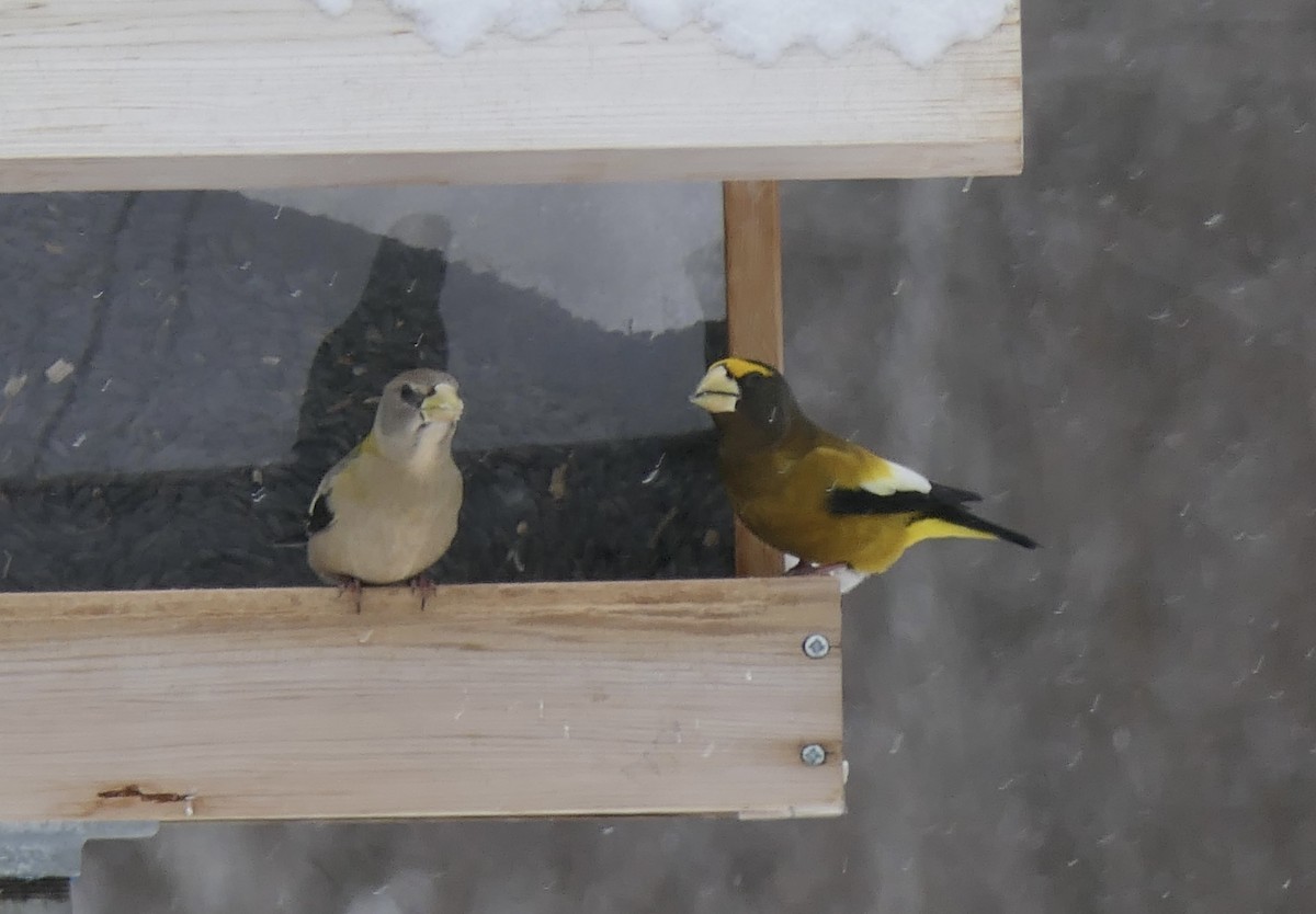Evening Grosbeak - ML640047354