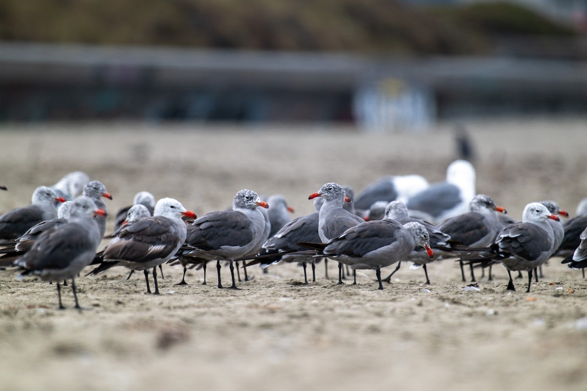 Heermann's Gull - ML640047364