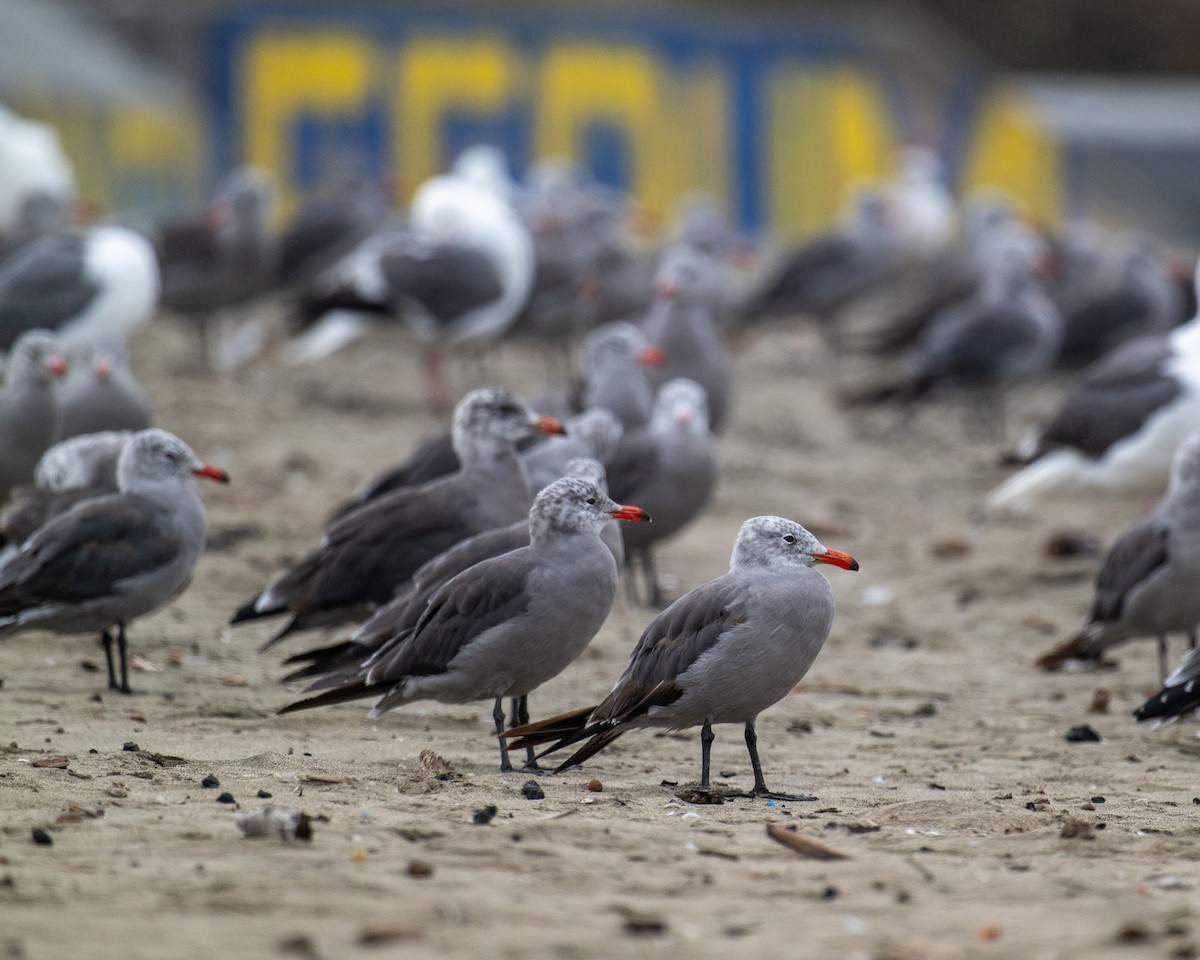 Heermann's Gull - ML640047400
