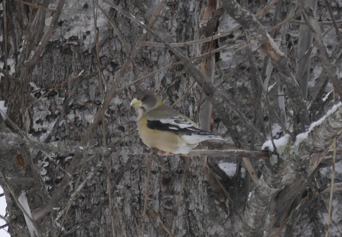 Evening Grosbeak - ML640047452