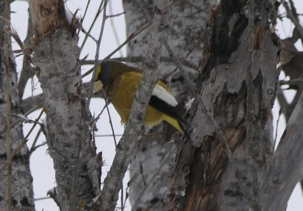 Evening Grosbeak - ML640047453