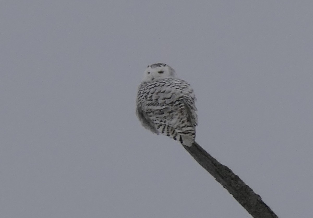 Snowy Owl - ML640047510