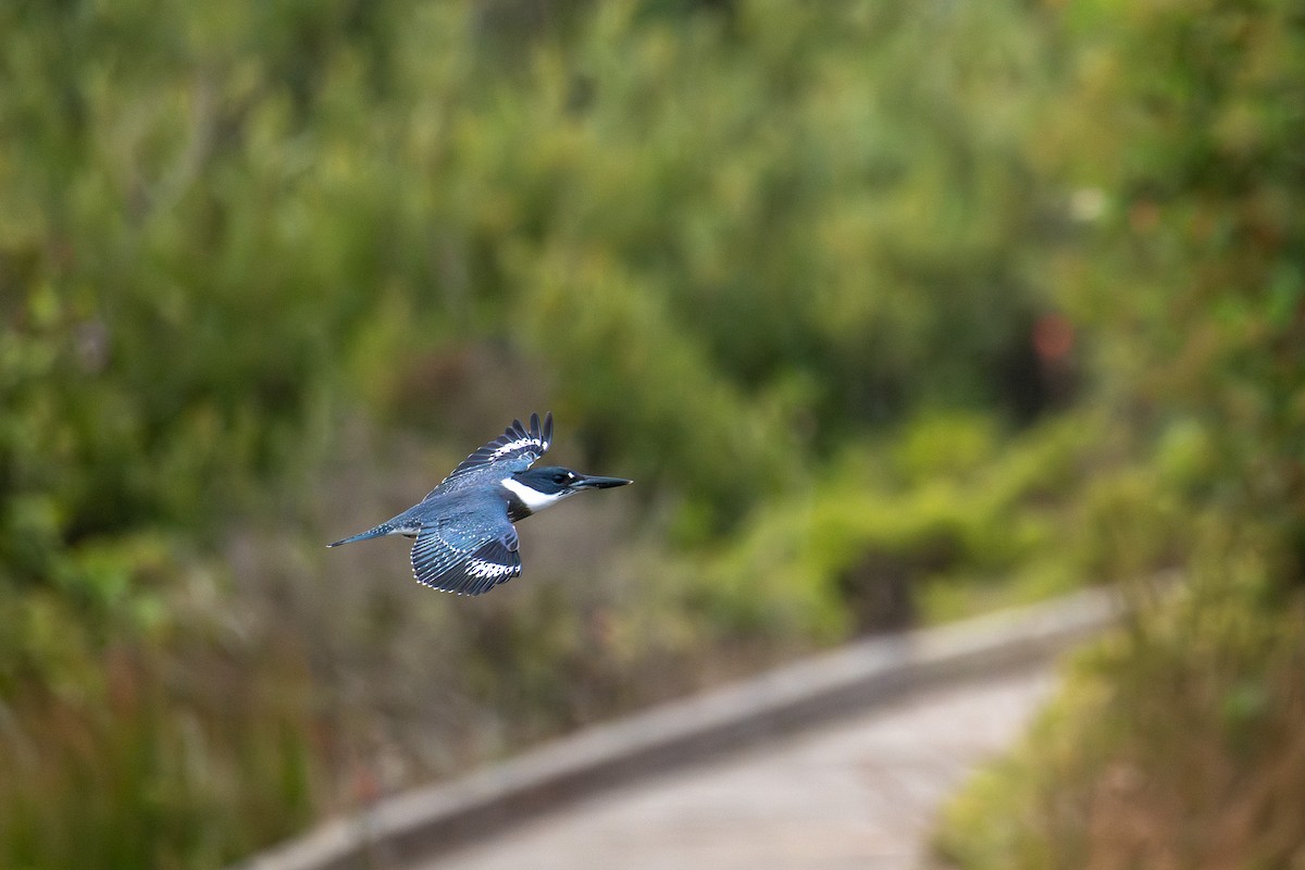 Belted Kingfisher - ML640047590