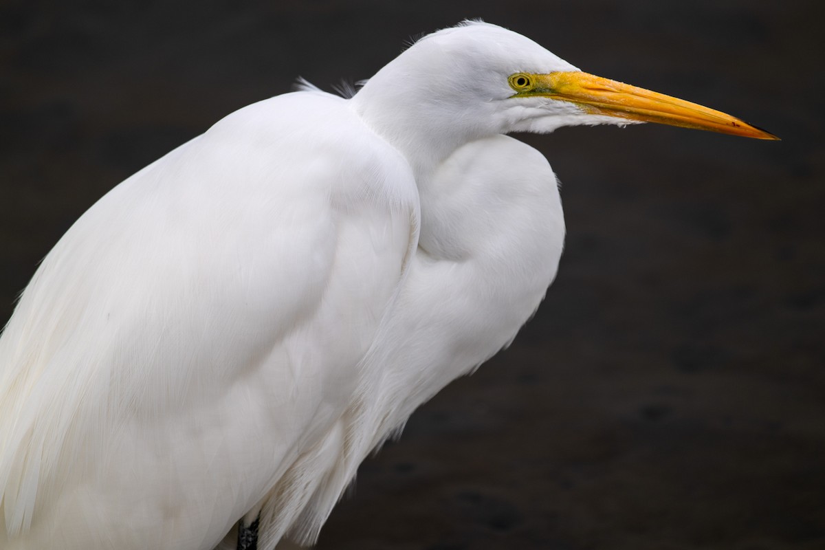 Great Egret - ML640047601