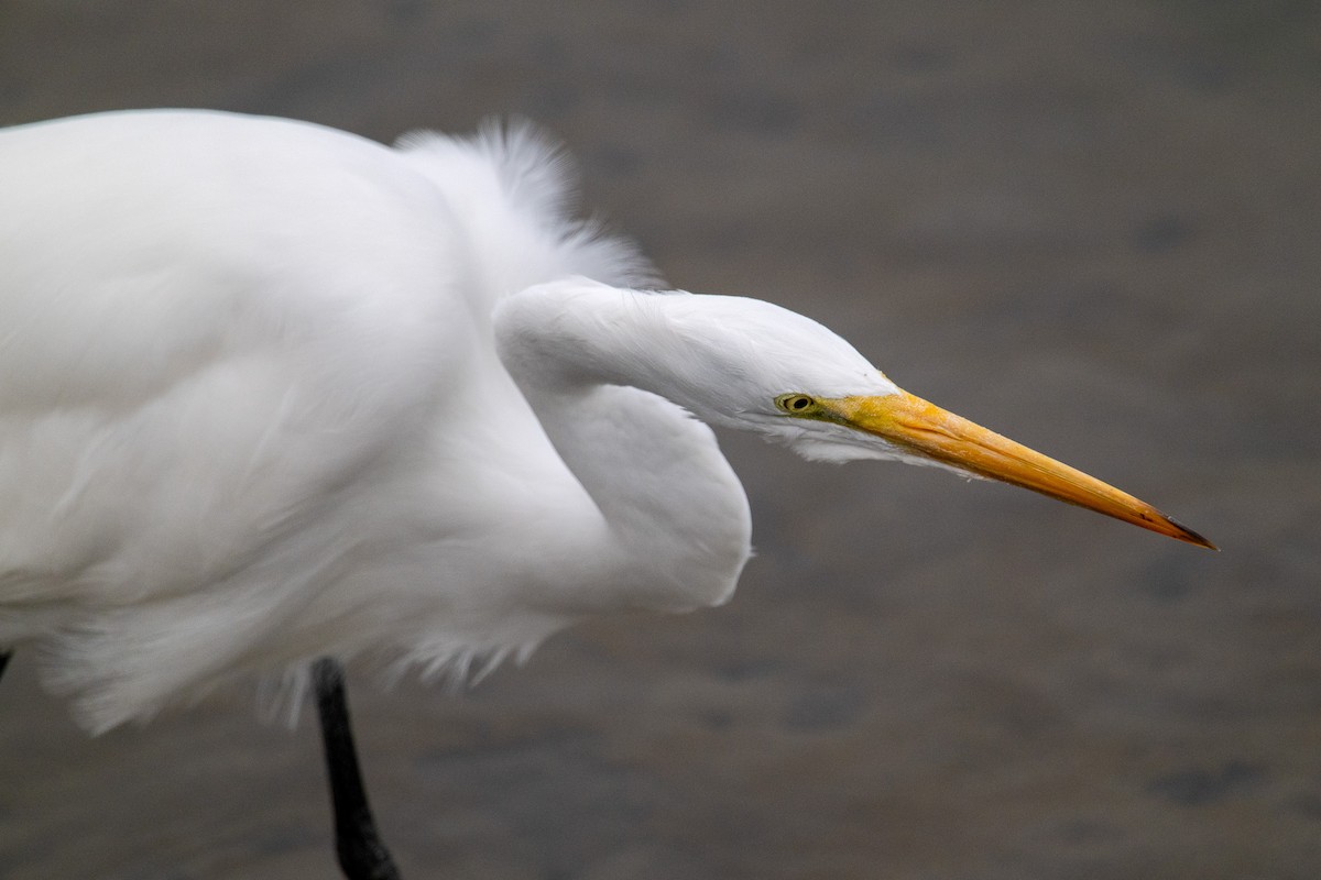Great Egret - ML640047602