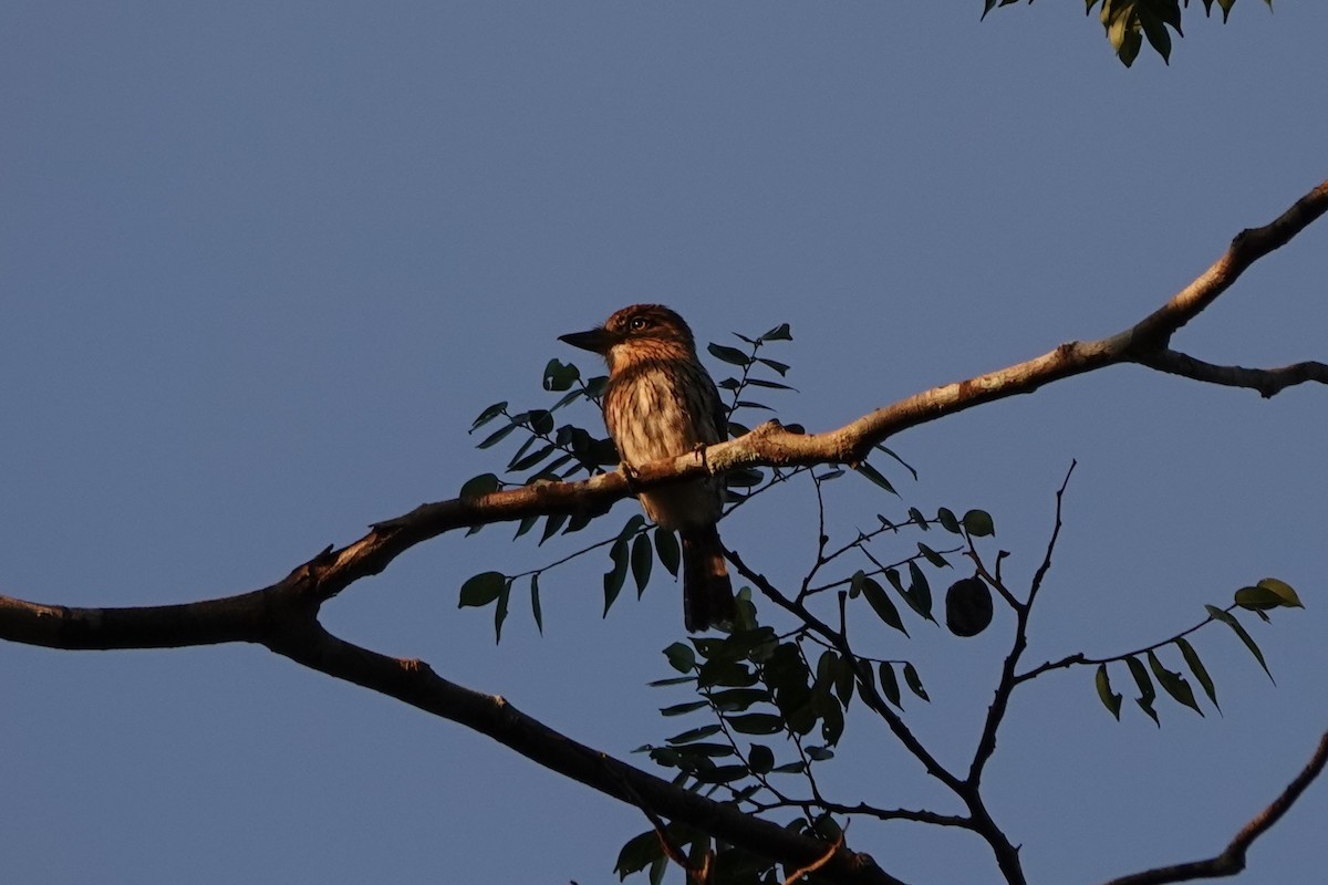Eastern Striolated-Puffbird (Natterer's) - ML640047609